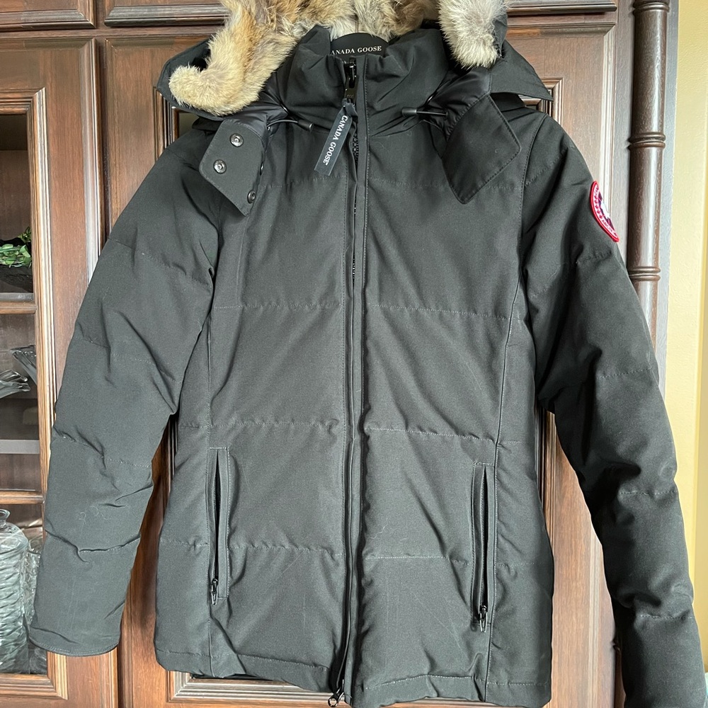 Canada goose